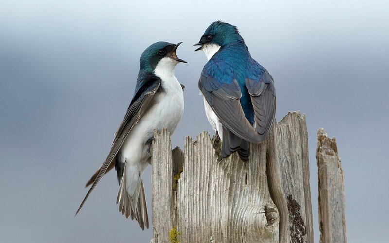 Two Blue Swallows — Calm