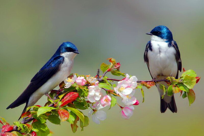 Two Blue Swallows