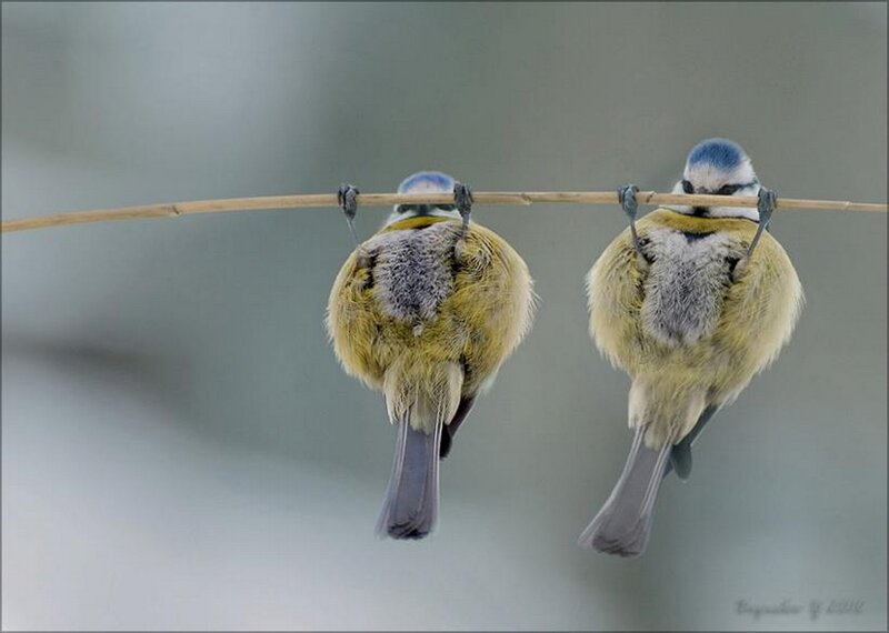 Two Blue Tit Birds — Calm