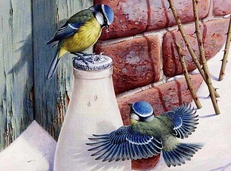 Two Blue Tit Birds — Calm, Winter