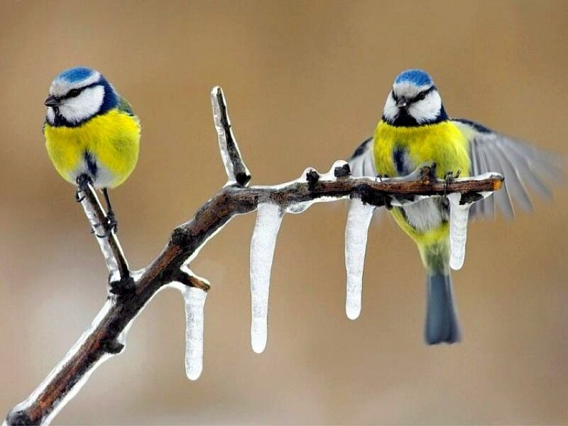 Two Blue Tit Birds — Cold