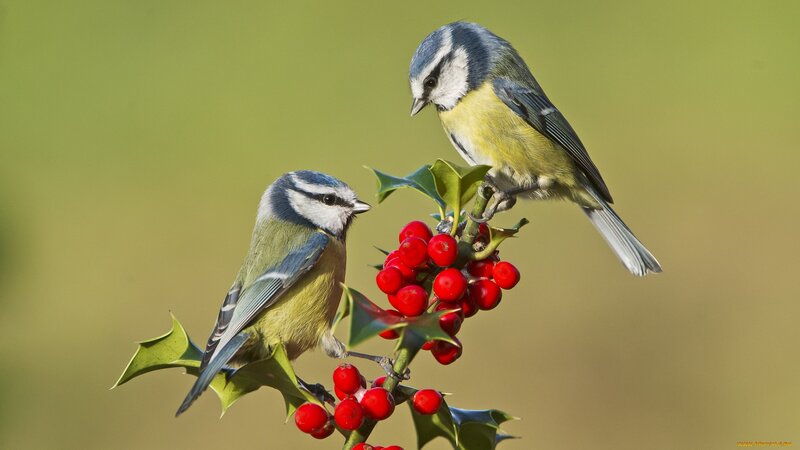 Two Blue Tit Birds — Green
