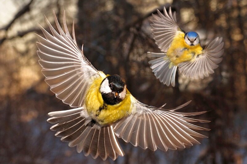 Two Blue Tit Birds in Flight