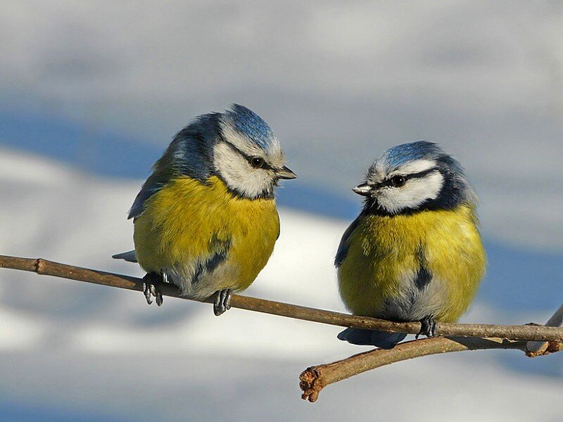Two blue tit birds on a branch