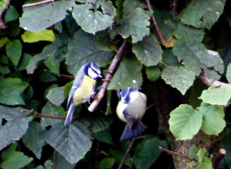 Two Blue Tit Birds
