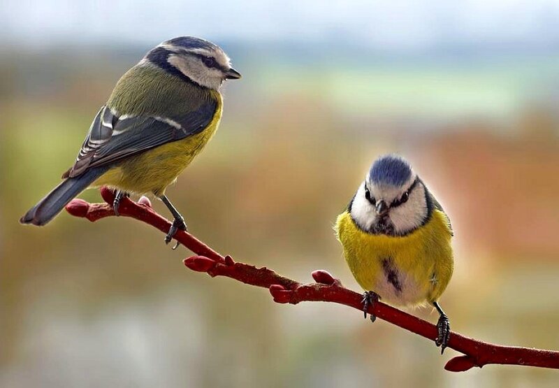Two Blue Tit Birds — Yellow, Calm