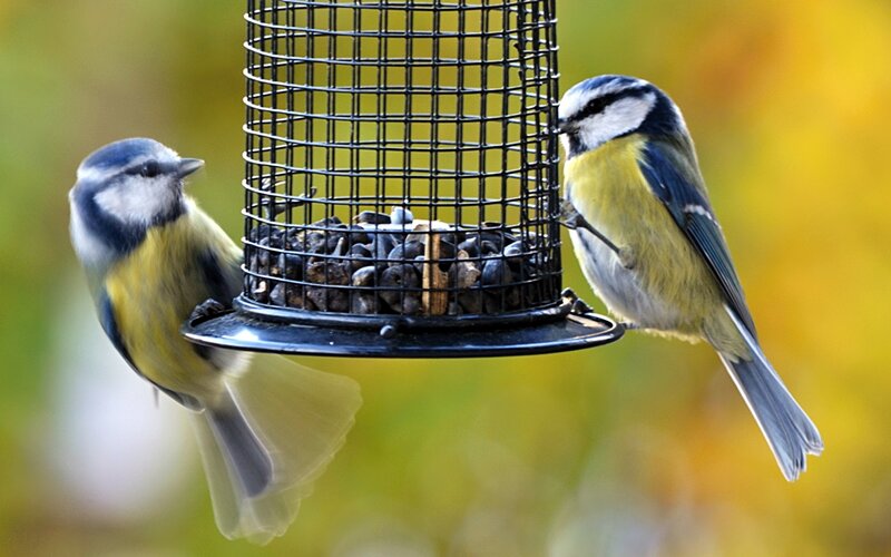 Two Blue Tit Birds — Yellow