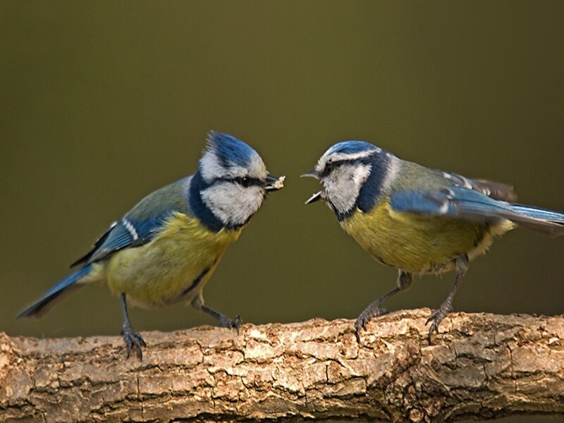 Two blue tits on a branch