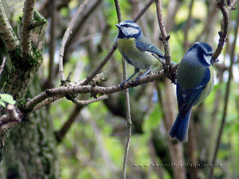 Two blue tits on a branch
