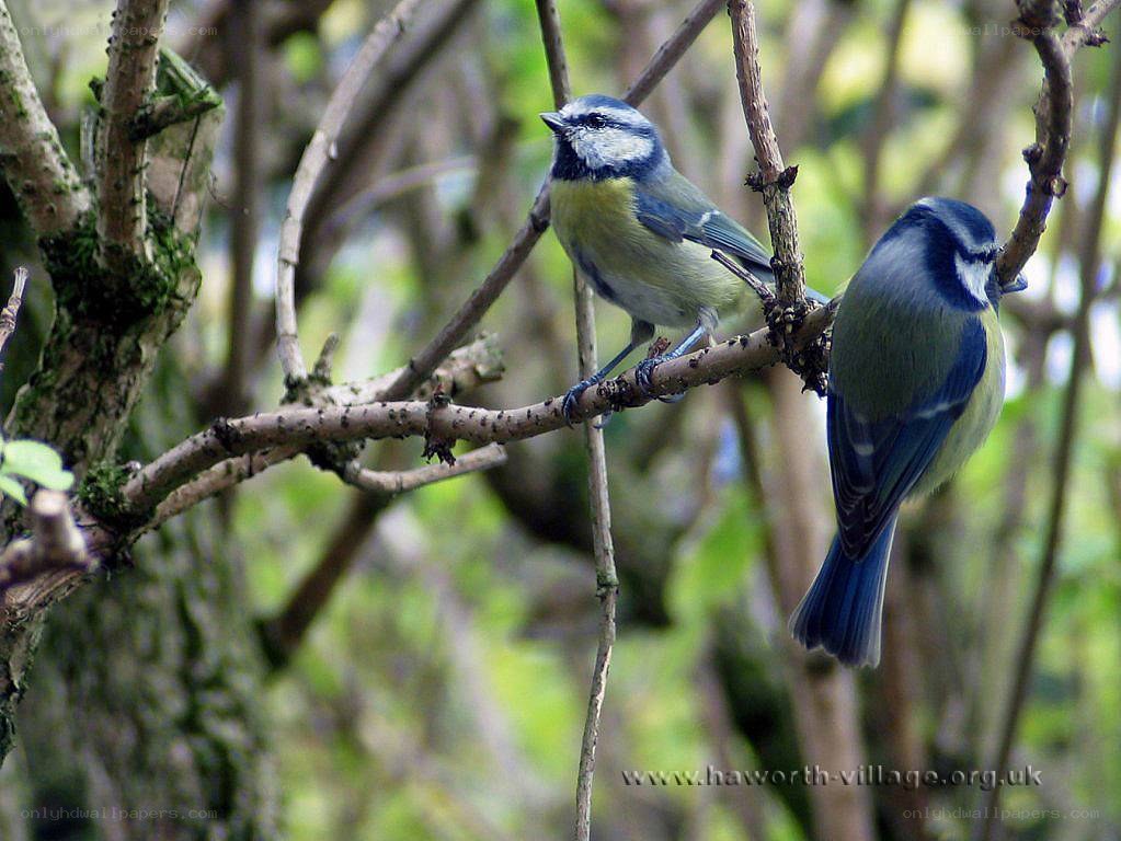 Two blue tits on a branch