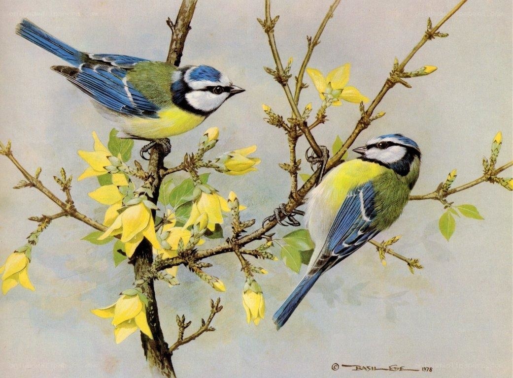 Two blue tits on a flowering branch