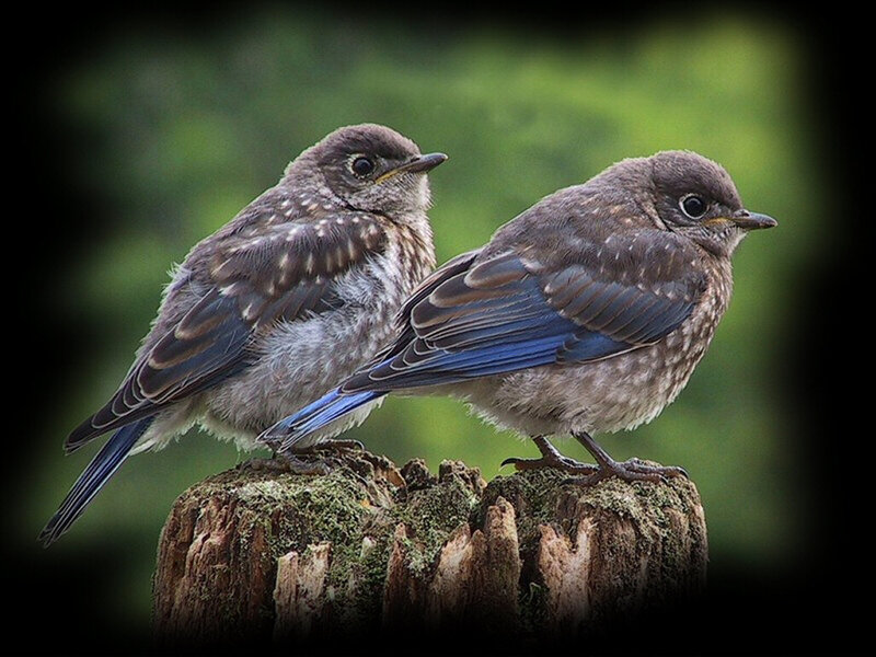 Two Bluebird Chicks