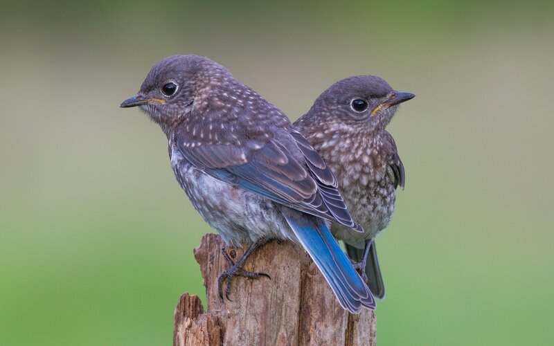 Two Bluebird Fledglings