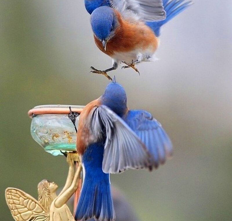Two Bluebirds Fighting