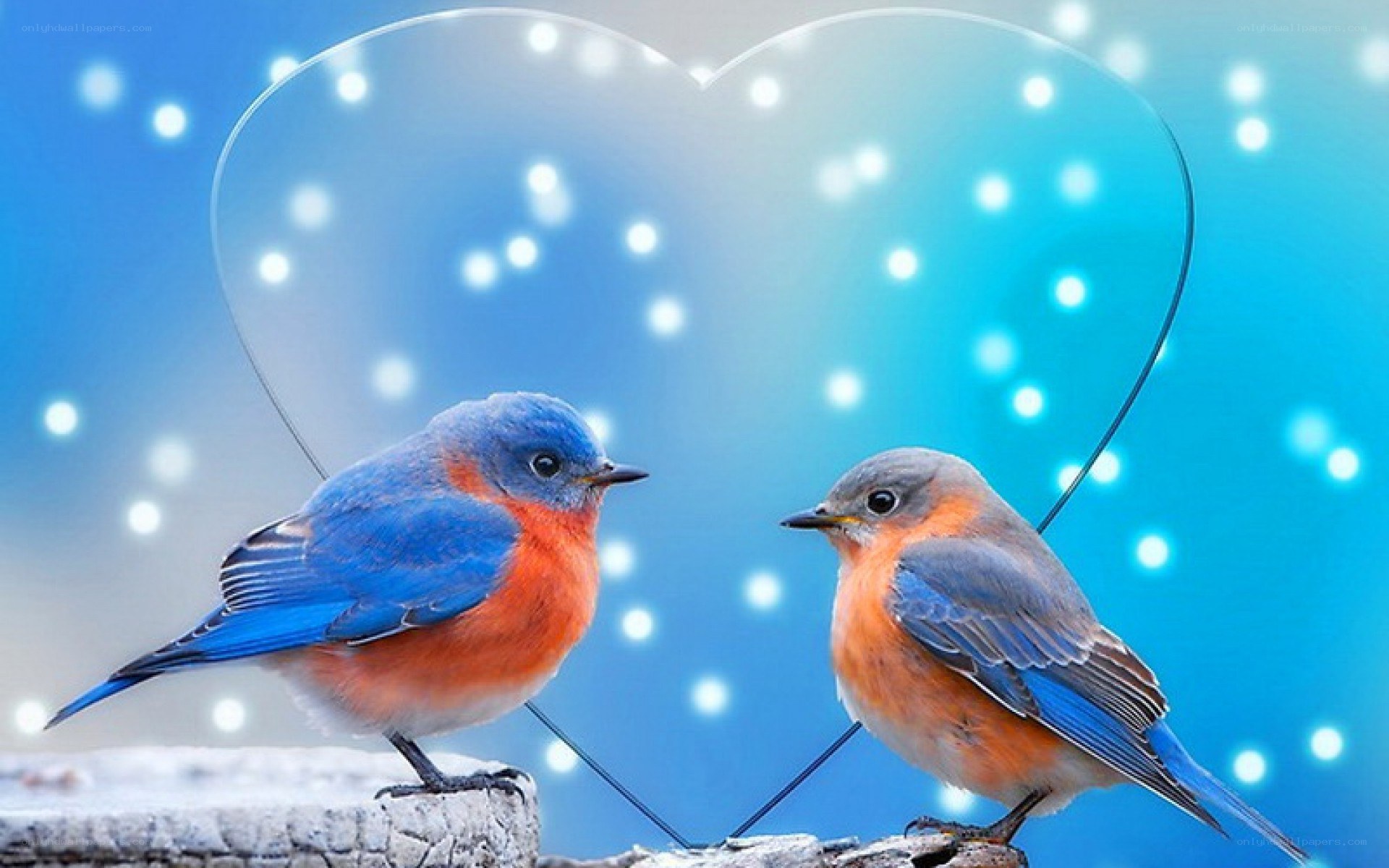 Two bluebirds in love