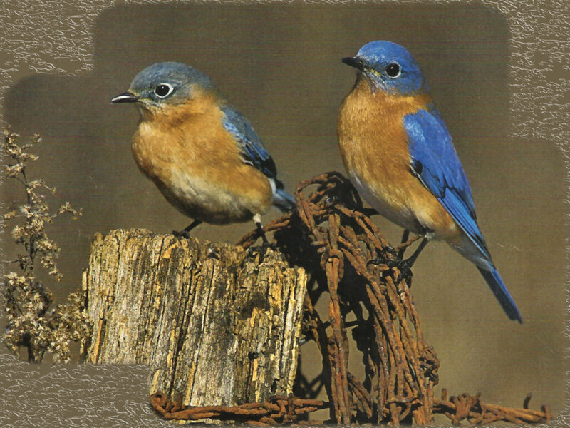 Two Bluebirds on a Stump