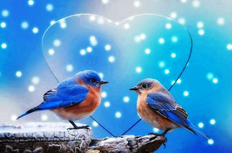 Two Bluebirds on Branch — Blue, Romantic