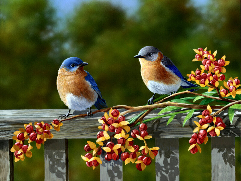 Two Bluebirds on Branch — Blue, Serene, Afternoon