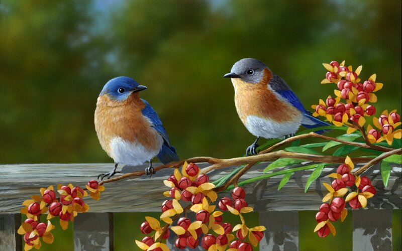Two Bluebirds on Branch — Blue, Serene, Autumn