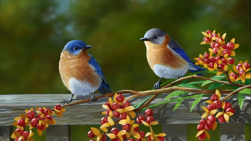 Two Bluebirds on Branch — Blue, Serene, Spring, Painting, Berries, Fence