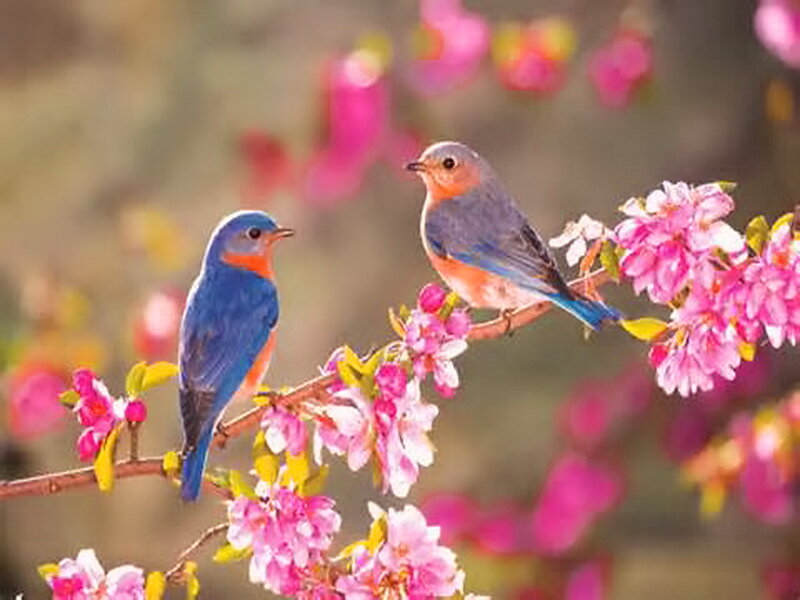 Two Bluebirds on Branch — Blue, Serene, Spring, Photograph, Flowers, Leaves