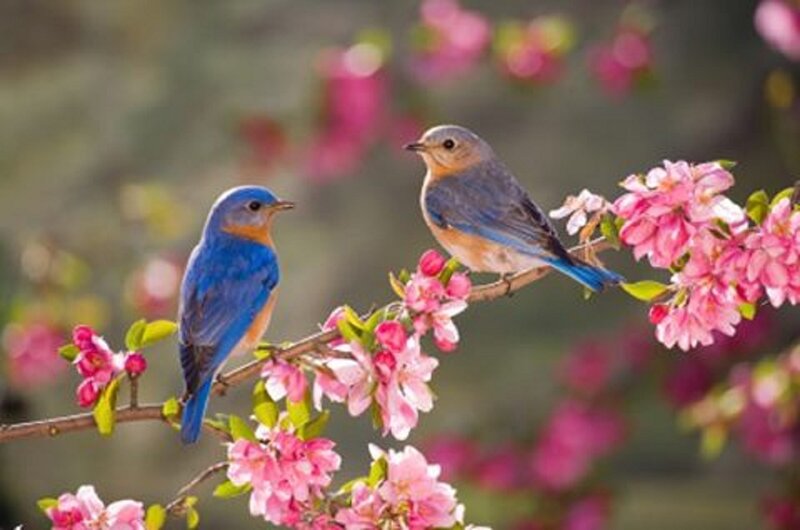 Two Bluebirds on Branch — Blue, Serene, Spring, Photograph