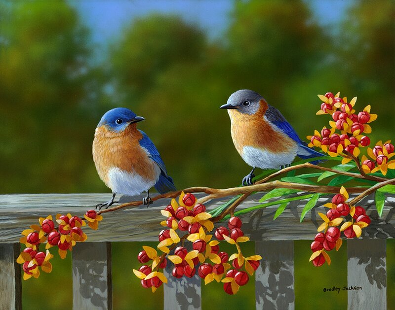 Two Bluebirds on Branch — Blue, Serene, Spring