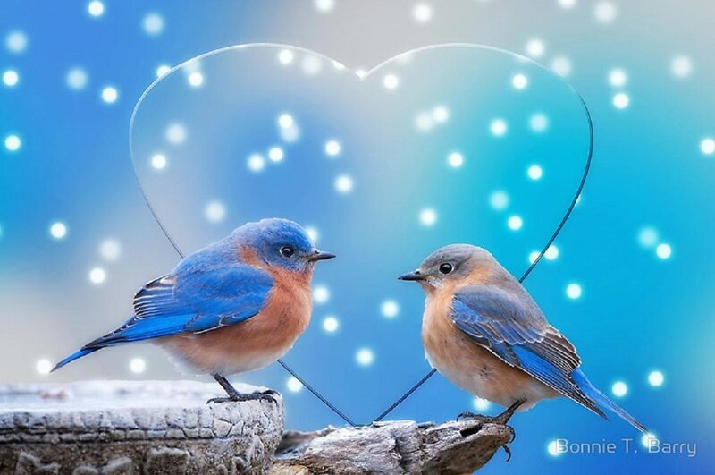 Two Bluebirds on Branch — Blue