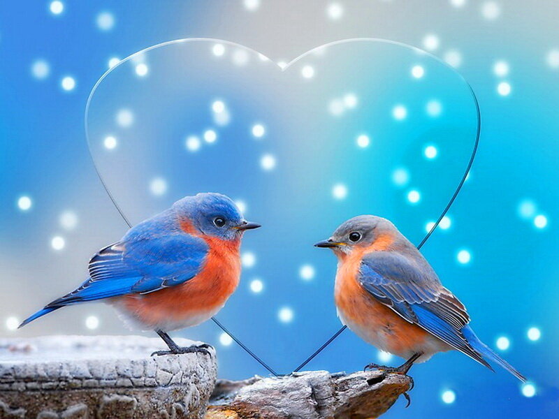 Two Bluebirds on Branch