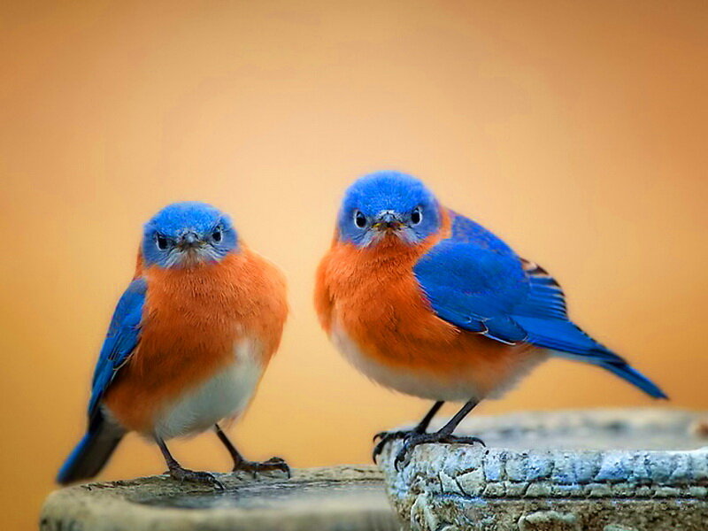Two Bluebirds on Stone