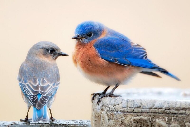 Two Bluebirds