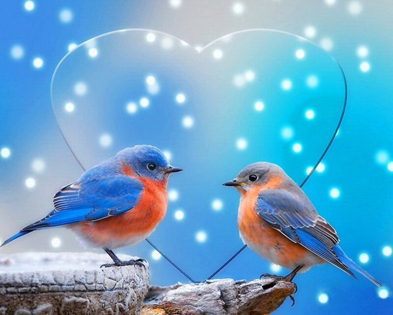 two bluebirds with heart