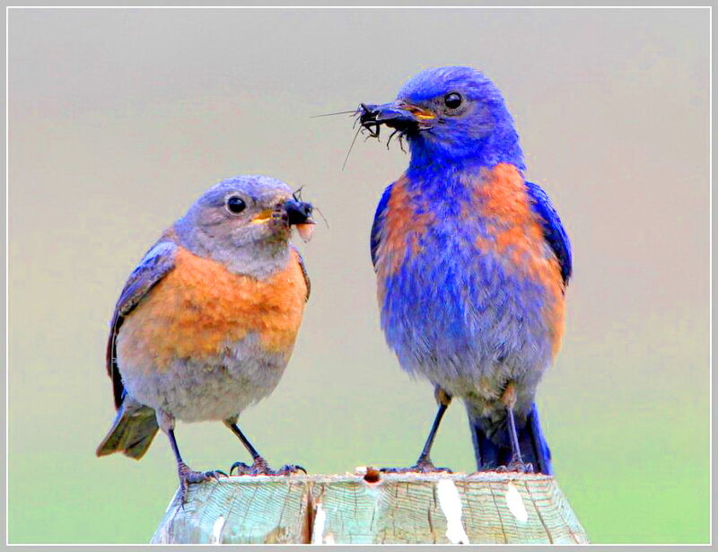 Two Bluebirds with Insects
