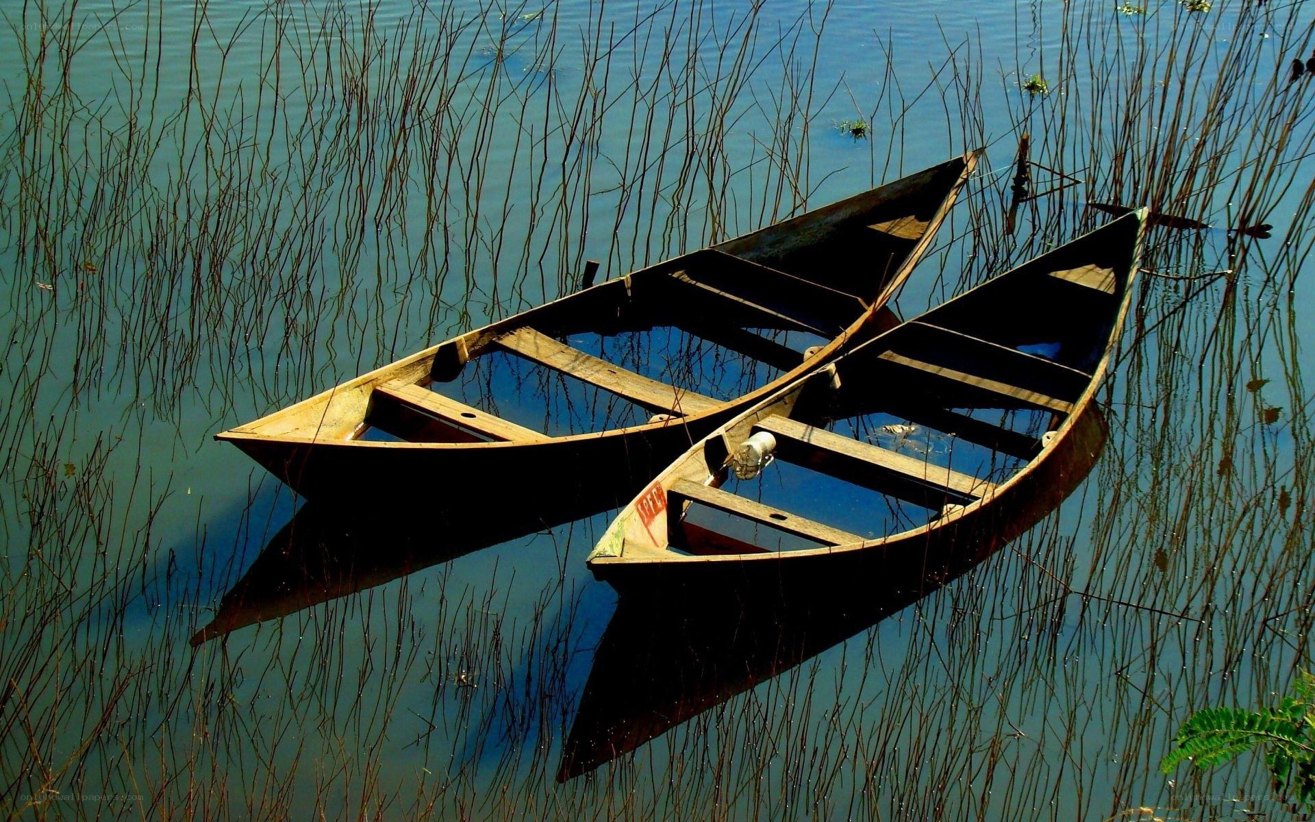 Two boats in reeds