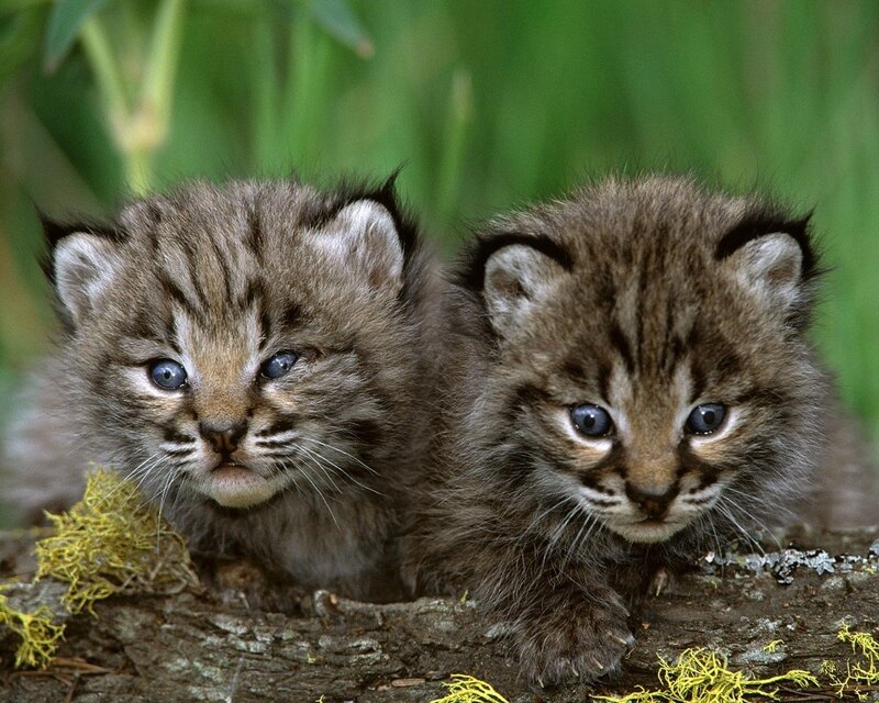 Two Bobcat Kittens — Brown, Curious