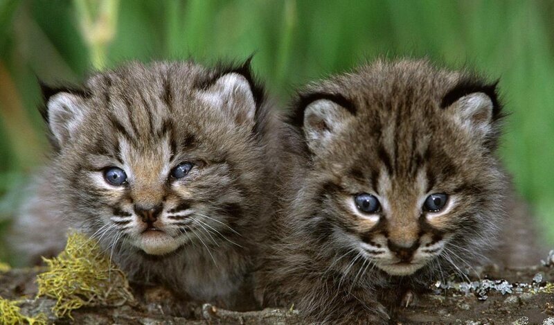 Two Bobcat Kittens — Brown
