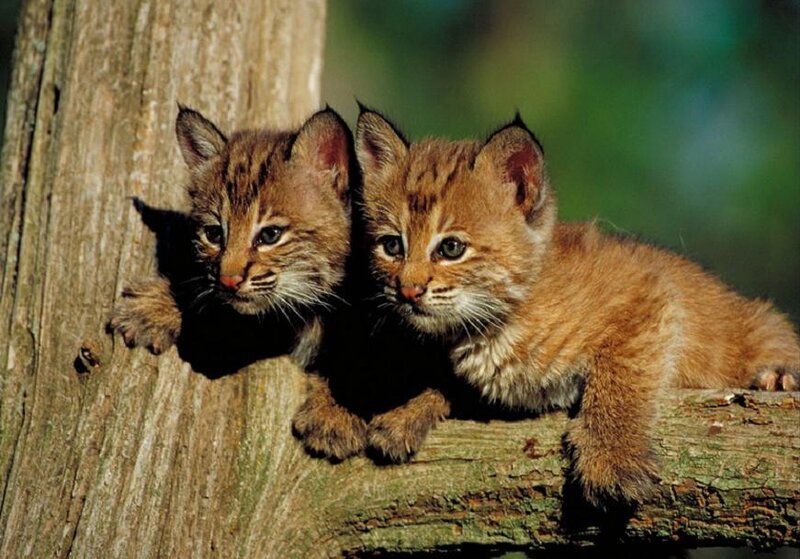 Two Bobcat Kittens