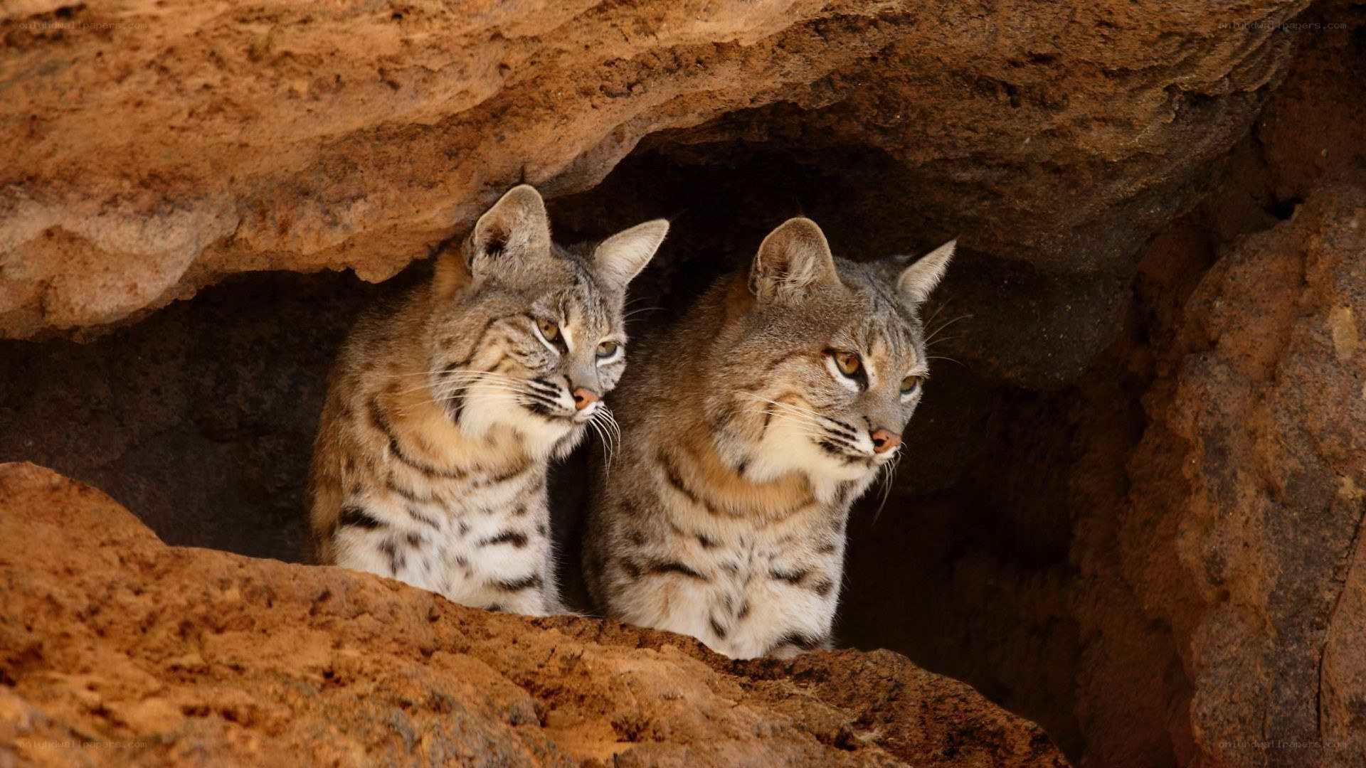 Two bobcats in a cave