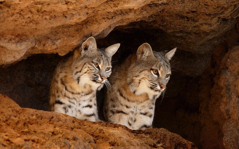 Two bobcats in a cave
