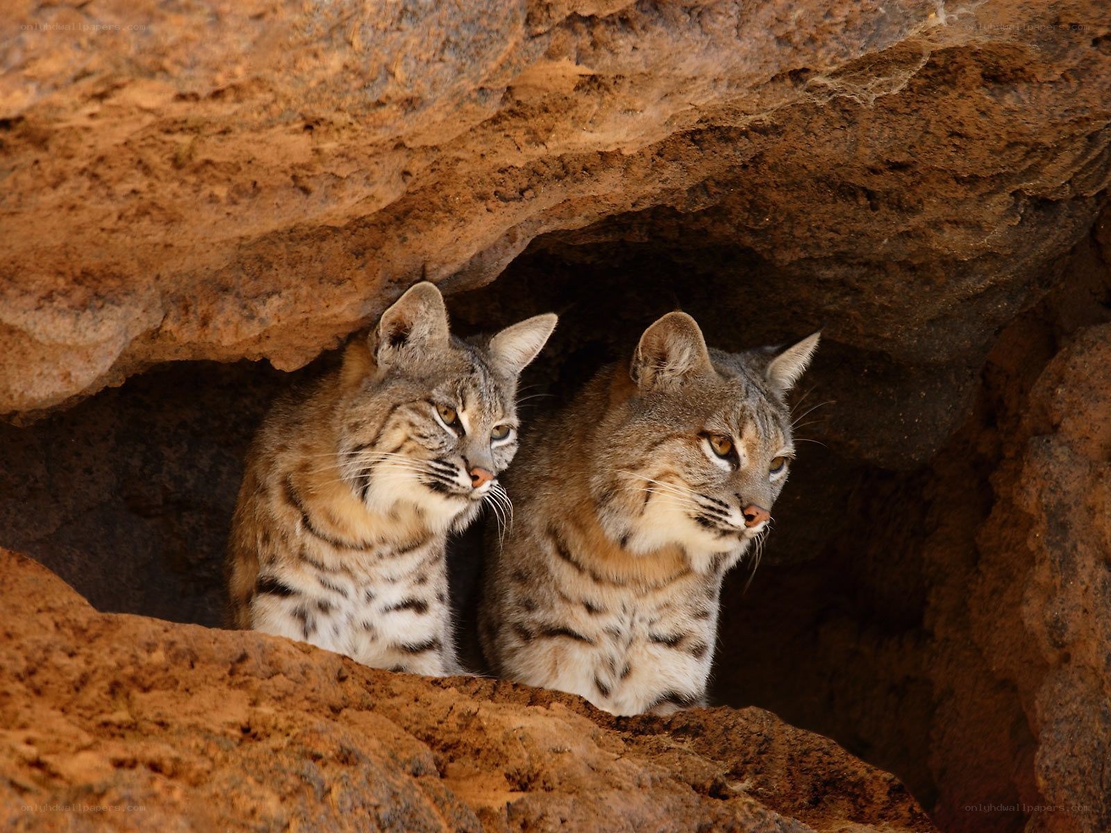 Two bobcats in a cave