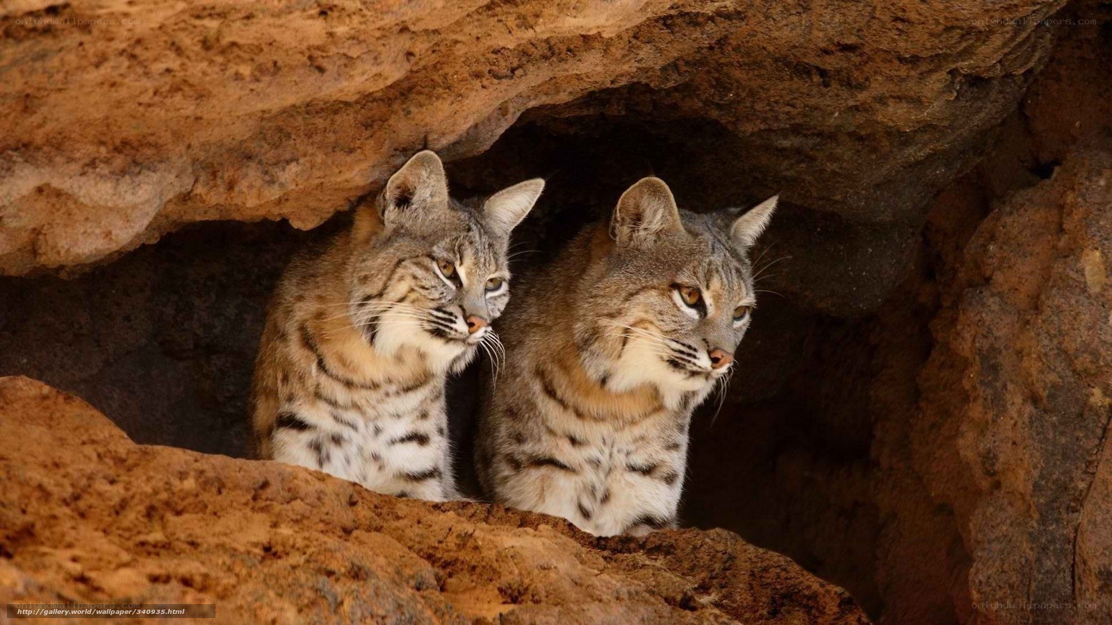 Two bobcats in a cave