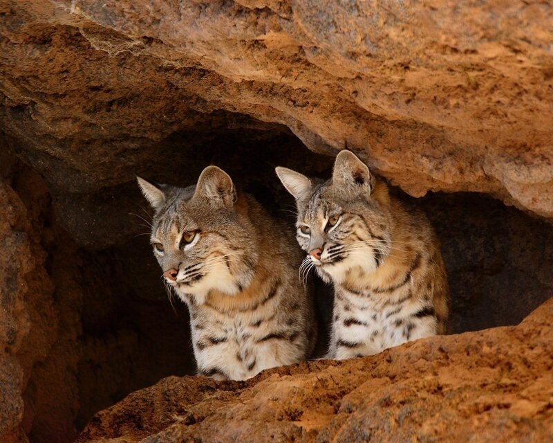 Two Bobcats in Cave — Brown, Alert, Photograph, Rocks, Gray