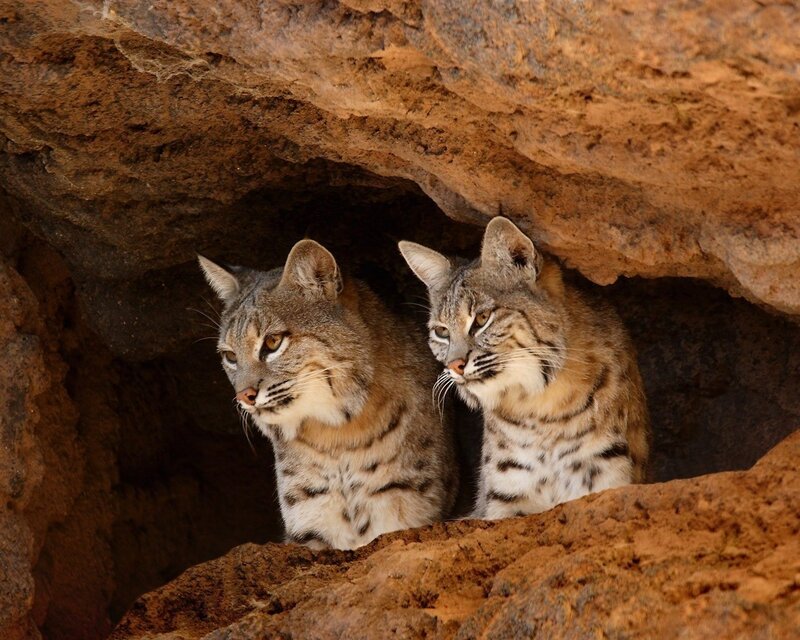 Two Bobcats in Cave — Brown, Alert, Photograph