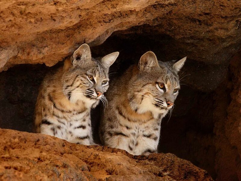 Two Bobcats in Cave