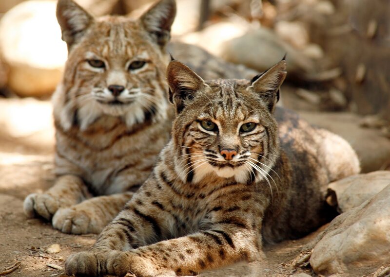 Two Bobcats Lying Down