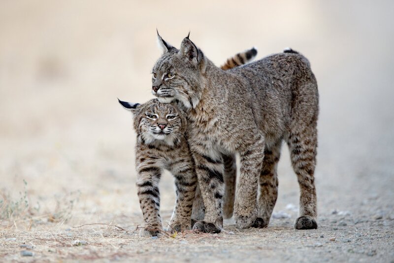 Two Bobcats Walking