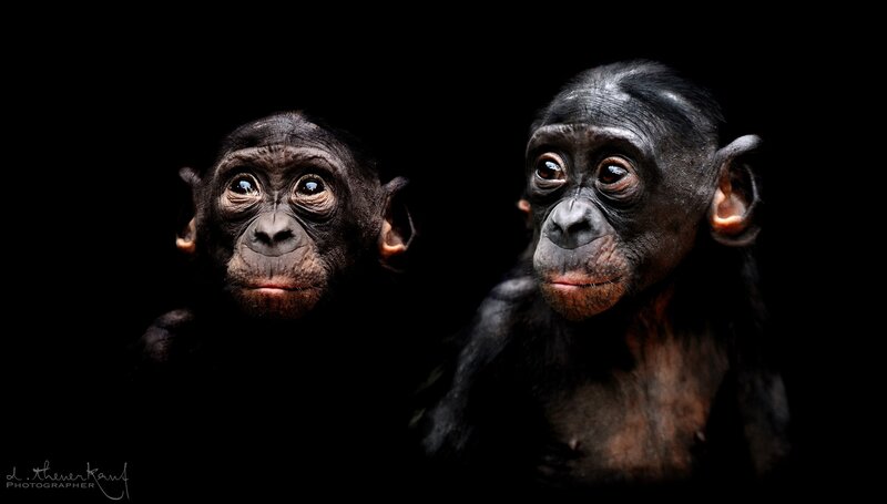 Two Bonobo Infants
