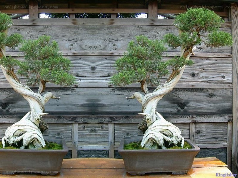 Two bonsai trees on display