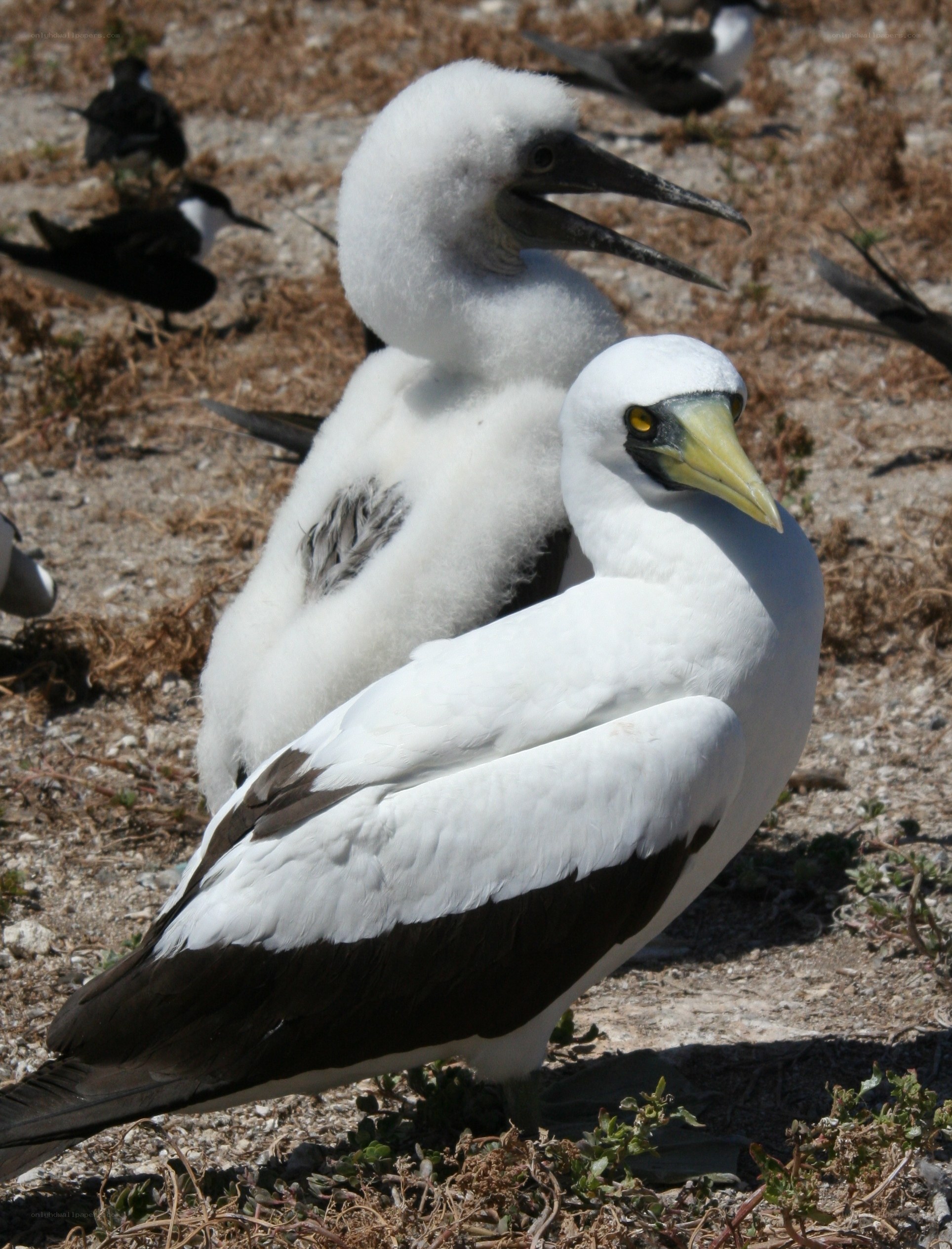 Two boobies on a sandy shore