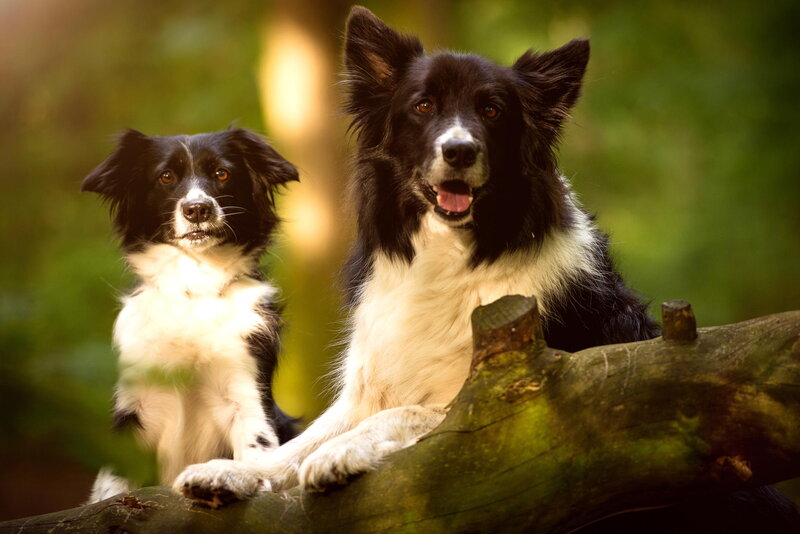 Two Border Collie Dogs — Black, Calm, Afternoon